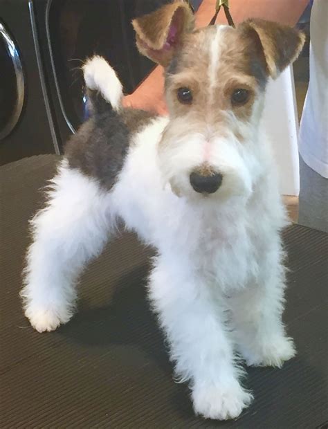 Midwest wire hair fox terrier rescue. Things To Know About Midwest wire hair fox terrier rescue. 